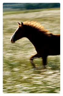 DF35T 340 Gone Riding